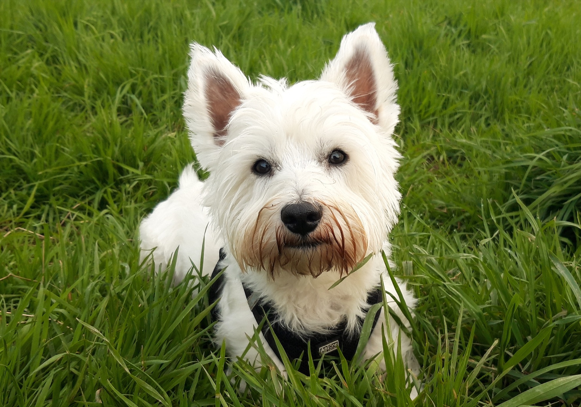 Bild zum Thema Mein Hund Tommy